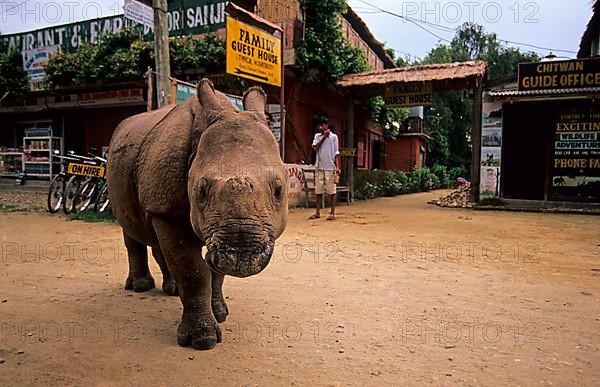 Indian Rhinoceros