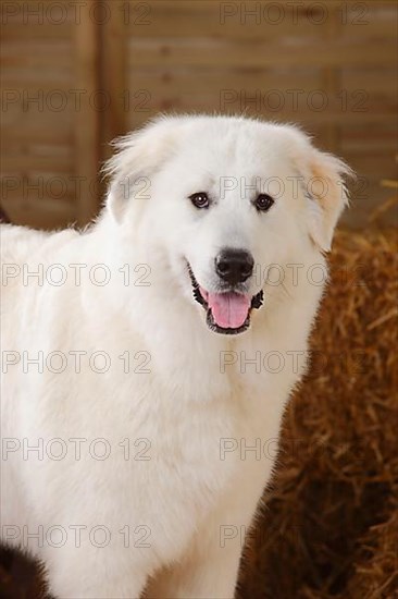 Pyrenean Mountain Dog