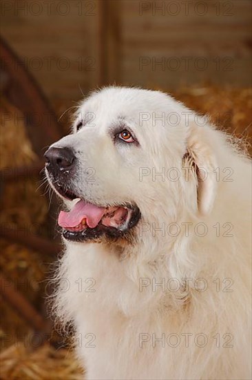 Pyrenean Mountain Dog