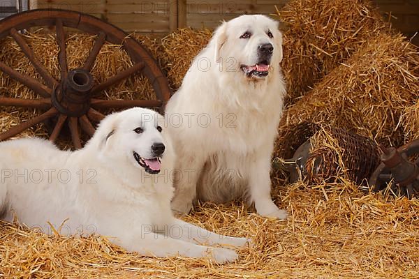 Pyrenean Mountain Dogs