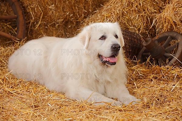 Pyrenean Mountain Dog