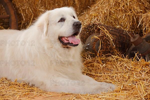 Pyrenean Mountain Dog