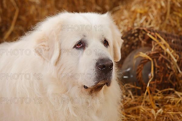 Pyrenean Mountain Dog