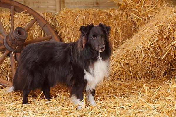 Sheltie