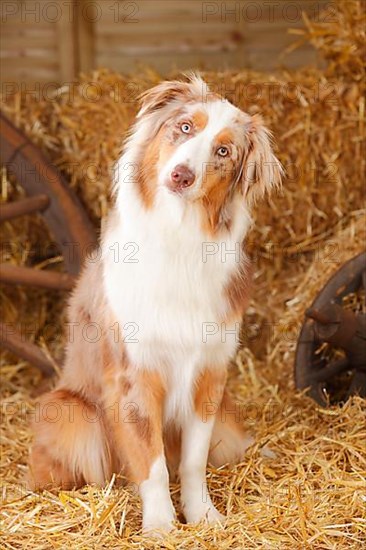 Australian Shepherd