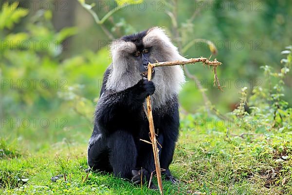 Lion-tailed macaque