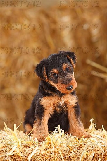 Welsh terrier