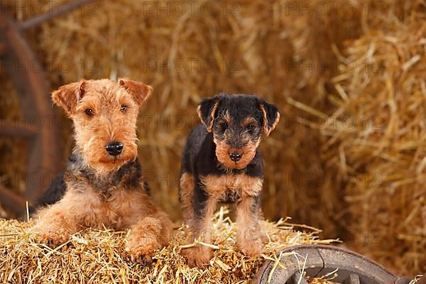 Welsh Terrier