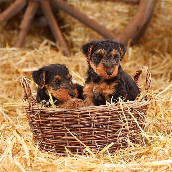 Welsh Terrier