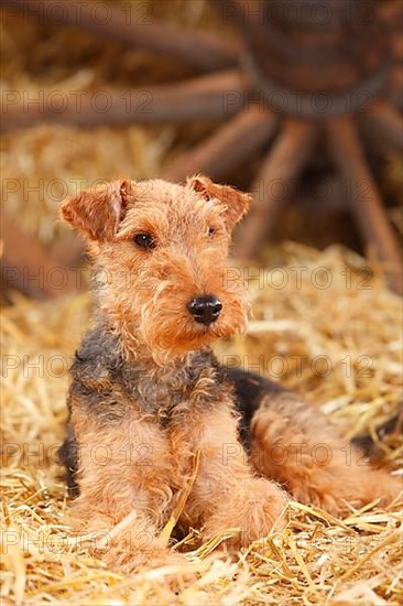 Welsh Terrier