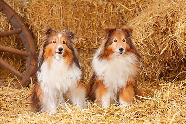 Sheltie