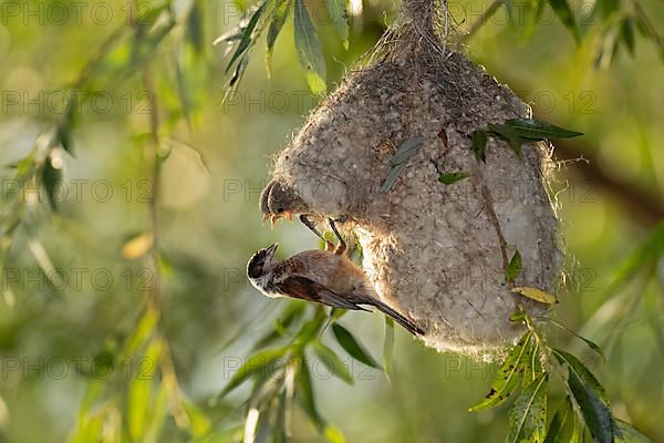 Eurasian penduline tit