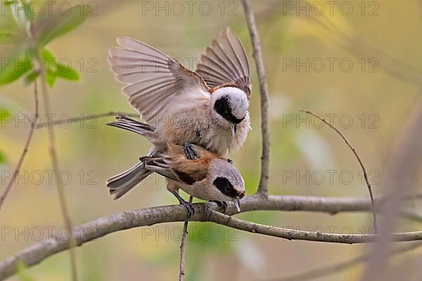 Eurasian penduline tit