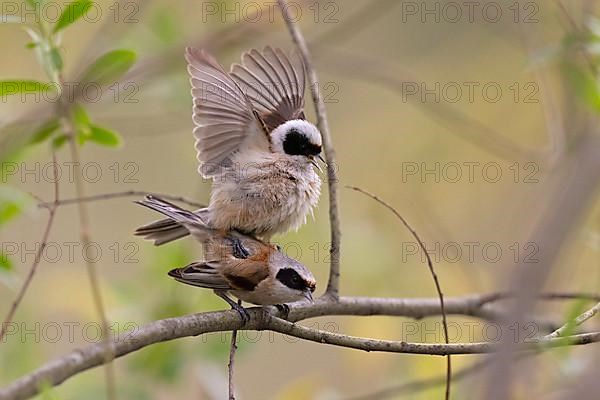 Eurasian penduline tit