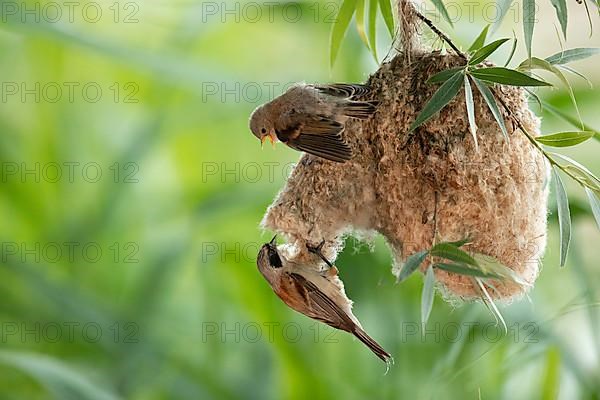 Eurasian penduline tit