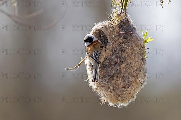 Eurasian penduline tit