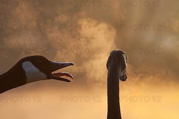 Canadian geese