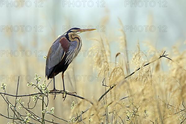 Purple Heron