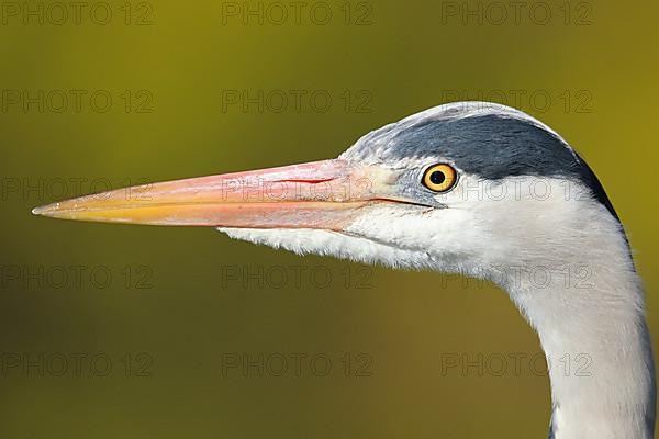 Grey heron