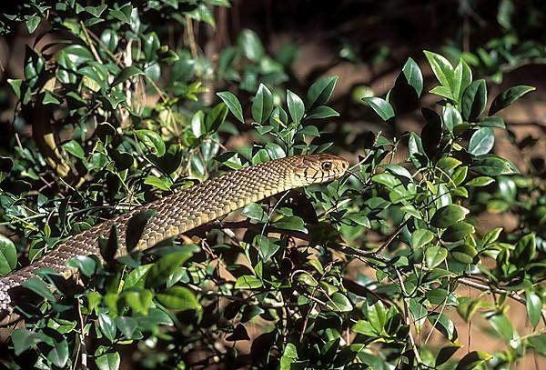 Indian Rat Snake