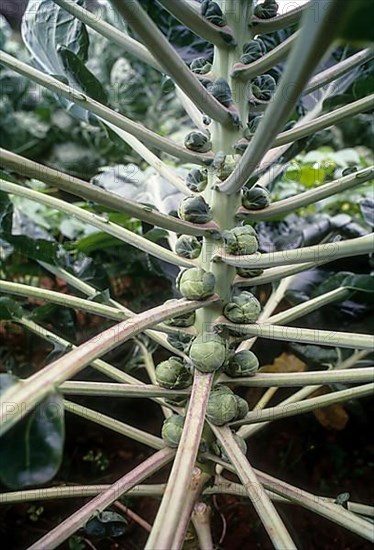 Brussel sprouts