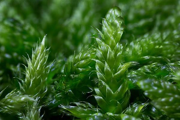 Cypress-leaved plait moss