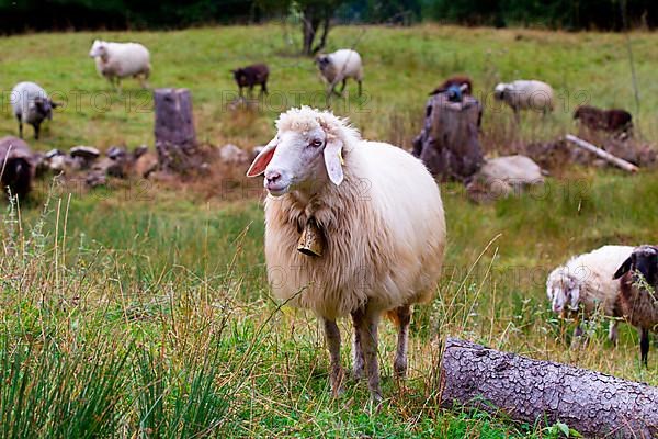 Stone sheep