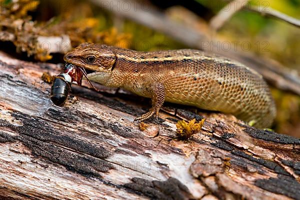 Common Lizard