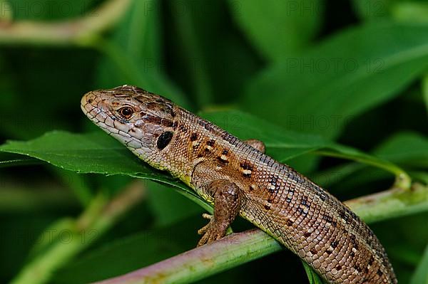 Sand lizard