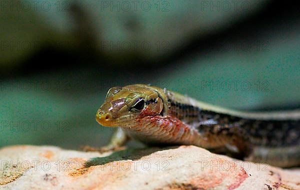 Broad-tailed Shield Lizard