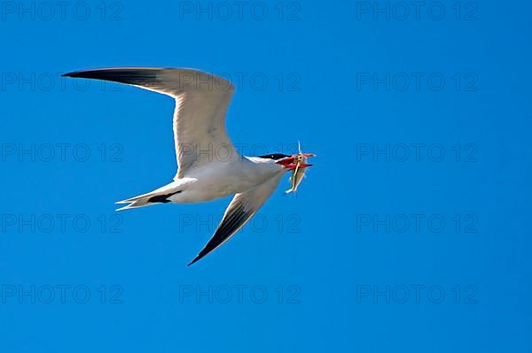 Caspian Tern