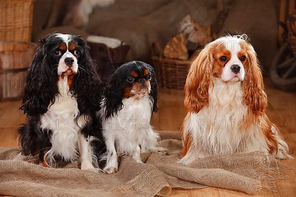 King Charles Spaniel and Cavalier King Charles Spaniel