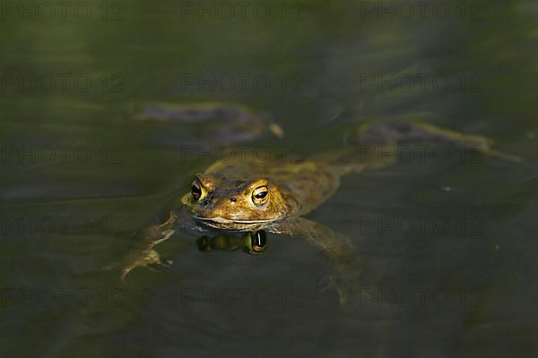 Common toad