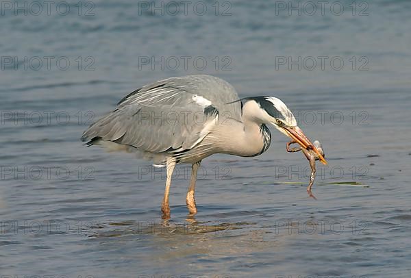 Grey heron