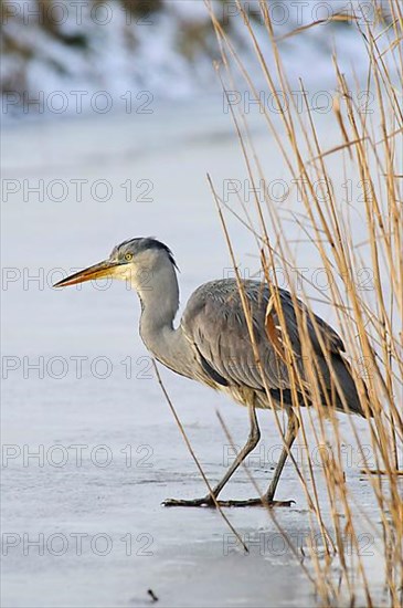 Grey heron