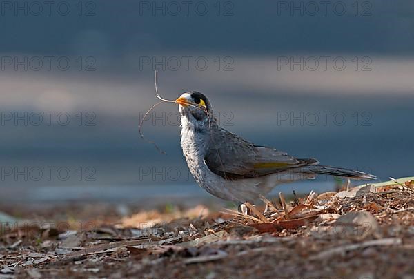 White-fronted Miner