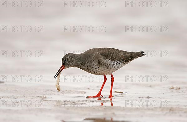 Common Redshank