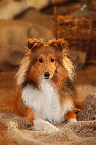 Sheltie