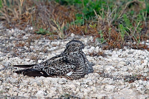 Antillean nighthawk