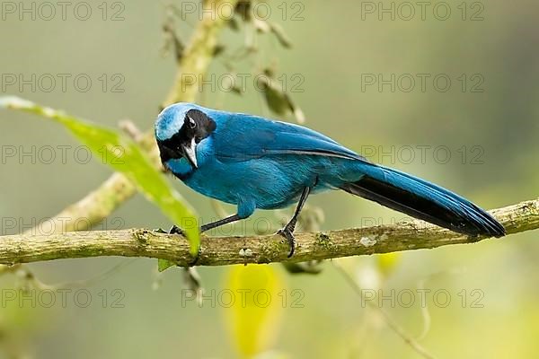 Turquoise Jay