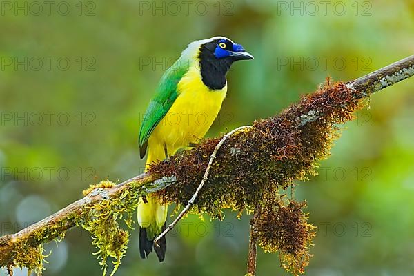 Green jay