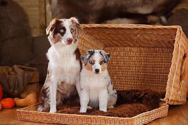 Miniature Australian Shepherd