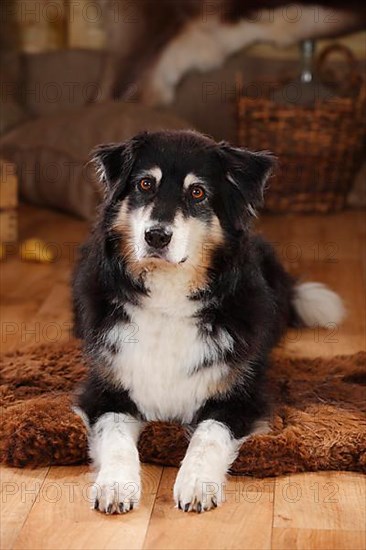 Australian Shepherd