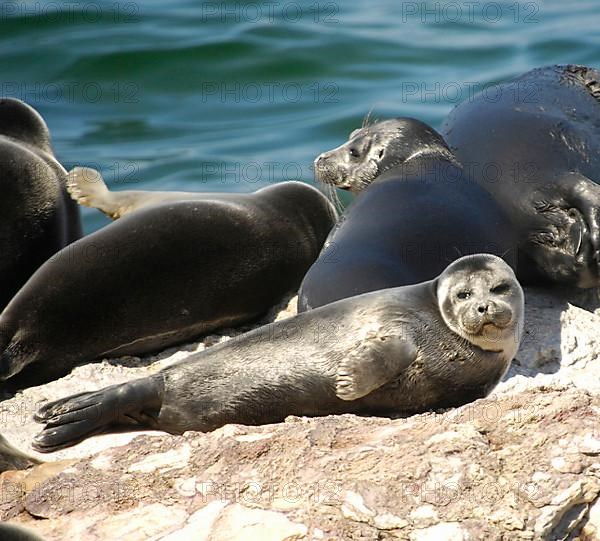 Baikal ringed seal