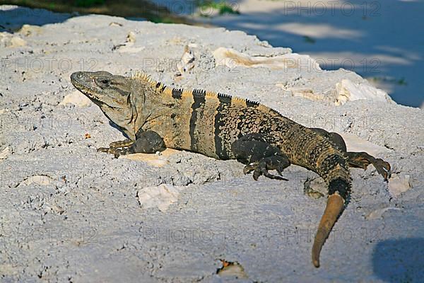 Black Iguana