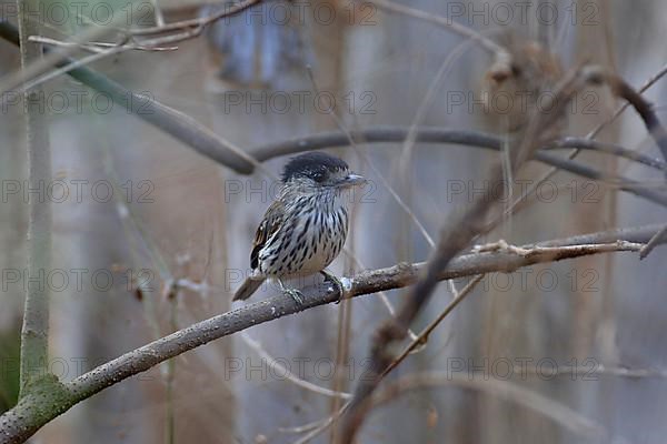 Black-crowned Broadbill