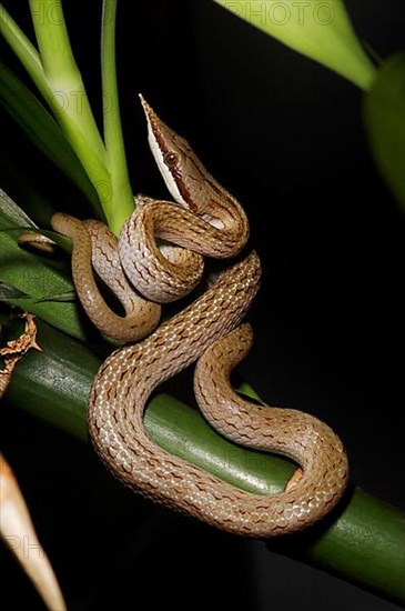 Vietnamese long-nosed snake