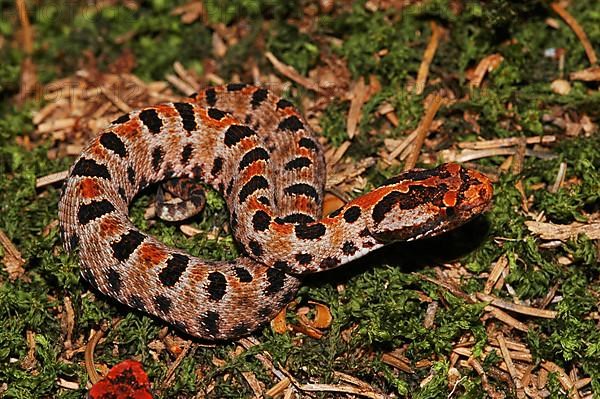 Red pygmy rattlesnake