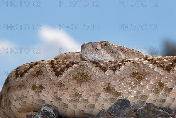 Texas Rattlesnake