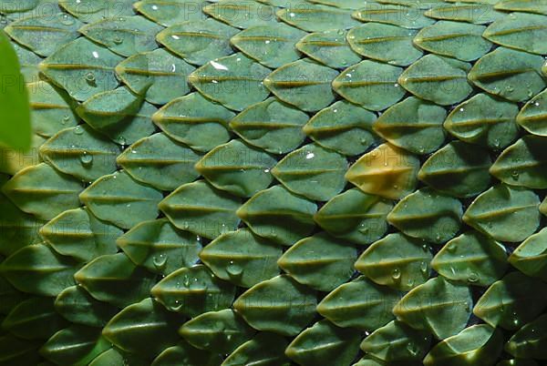 West African Bush Viper